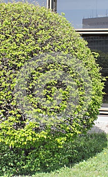 Round bush