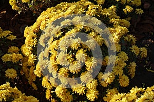Round bush of yellow Chrysanthemums