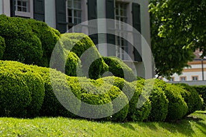 round bushes of boxwood in the form of a living hedge