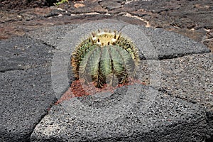 A round cactus