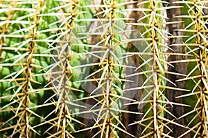 Round cactus background