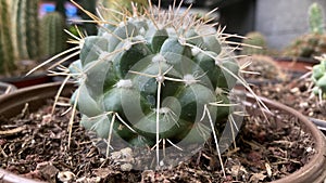 Round cactus with big thorns