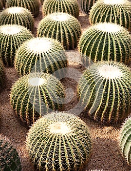Round Cactus Garden