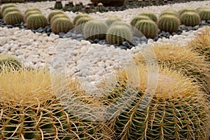 Round cactus garden