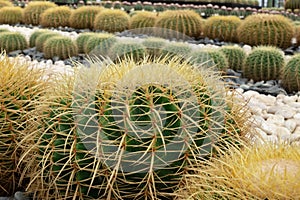 Round cactus garden