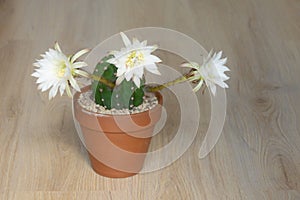 Round cactus with long peduncles blooms in a ceramic clay pot