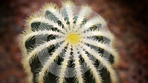 spherical cactus in a tropical botanical garden in Bangkok, Thailand, macro photography.  photo