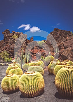 Round cactuses in the Cactus Garden