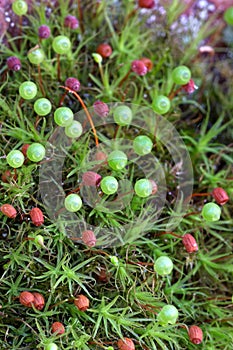 Round capsules of Common Apple-moss, Bartramia pomiformis