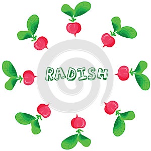 Round circle frame with pink fresh radish with green leaves. Tasty vegetable. Vector flat illustration in cartoon style. Harvest