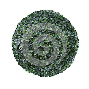 Round circle shape clipped topiary tree isolated on white background for formal Japanese and English style artistic garden design