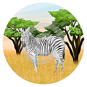 Round composition. African zebra in the savannah.