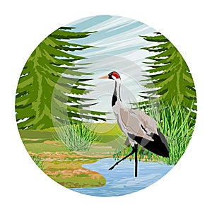 Round composition. Gray Crane in a forest swamp. Common crane or Grus grus or Eurasian crane. Wildlife of America and Europe