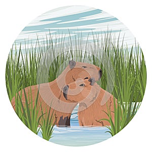 Round composition. A pair of large capybaras are sitting in a pond