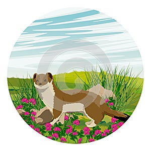 Round composition. Summer brown ermine in a clearing with blooming clover. Mustela erminea