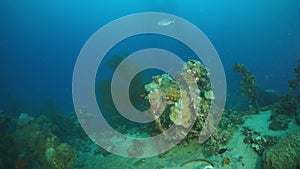 Round coral on sunken ship wreck in underwater Truk Islands.