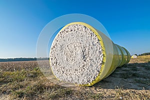 Round Cotton Bales In Autumn.