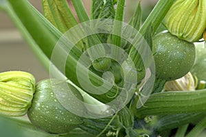 round courgettes