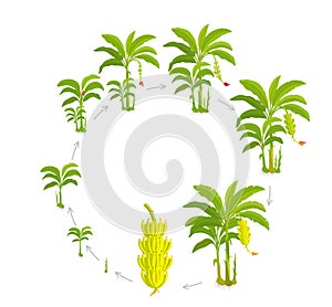 Round Crop cycle for banana tree. Crop stages bananas palm. Circular growing plants. Round harvest growth biology. Musa