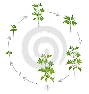 Round crop stages of Okra. Circular growing okro plant. Harvest growth vegetable. Abelmoschus esculentus. Vector flat Illustration