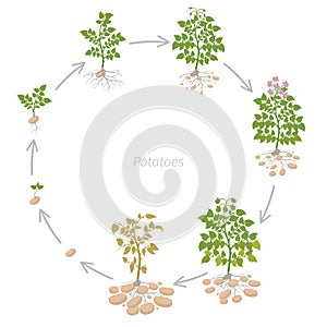 Round crop stages of potatoes plant. Growing spud plants. The life cycle. Harvest potato growth animation progression. Solanum