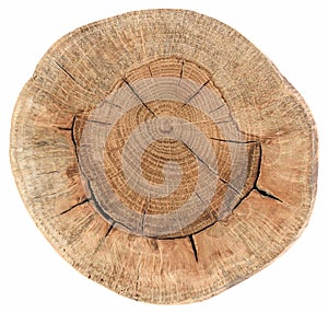 Round cross section of old oak tree with cracks and annual rings