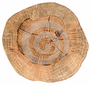 Round cross section of old oak wood with cracks and annual rings