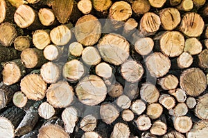 Round cut alder logs stacked in storage and ready for chopping lumberjack with axe on firewood for heating house in forest. Concep