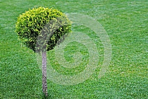 Round cut bush on a green lawn