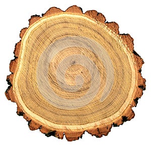 Round cut of robinia black locust tree photo