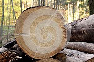 Round cut of wood, cut a tree trunk in a spring forest. Slivers. Cut down trees. Wooden logs and wood chips