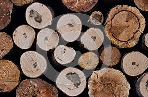 Round cuts of freshly sawn wood lying in a woodpile