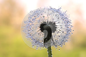 Round dandelion seed
