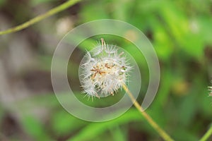 Round dandelions with bokeh effect