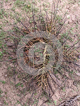 Round design of colourful coconut flower after matured cutoff