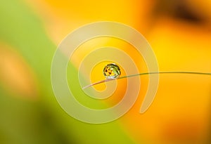 Round Dewdrop (Droplet) with flower reflection on little leaf