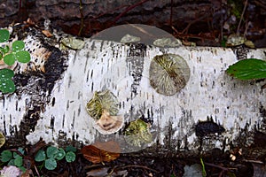 Round discs of bracket fungus on a fallen silver birch log