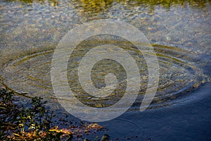 Round droplets of water over circles on the pool water. Water drop, whirl and splash. Ripples on sea texture pattern background.