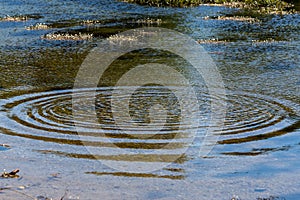 Round droplets of water over circles on the pool water. Water drop, whirl and splash. Ripples on sea texture pattern background.