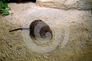 The round-eared elephant shrew, Macroscelides proboscideus
