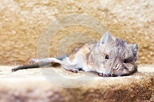 Round-eared sengi (Macroscelides proboscideus)