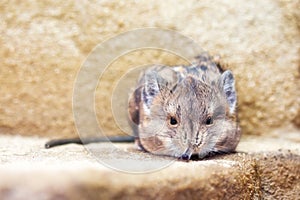 Round-eared sengi (Macroscelides proboscideus)