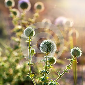 Flowerheads of prickly plants backlit by sunlight photo
