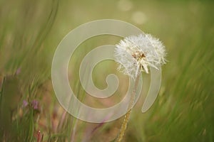 Round fluffy dandelion flower grow in green graass