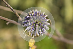 Round fluffy purple bud