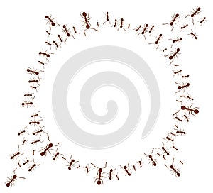 Round frame with ants.