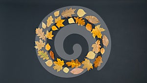 Round frame of beautiful autumn yellow and brown maple, oak and birch leaves. Black background