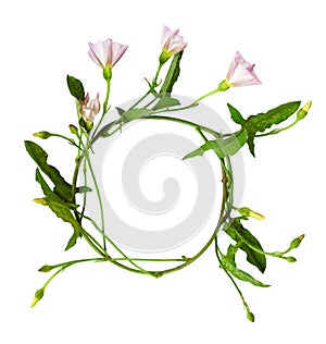 Round frame from bindweed sprig with green leaves, flowers and buds