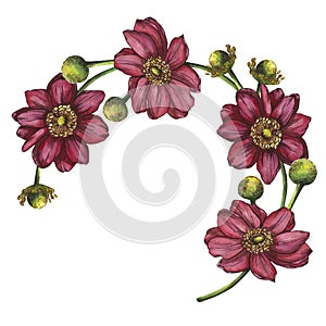 Round frame made of rich pink flowers. an anemone. gerber.Watercolor illustration highlighted on a white background