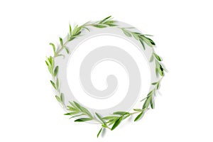 Round frame from thyme fresh herb isolated on white background